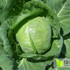 平度甘蓝欢迎合作,兰底陈中旭诚信合作