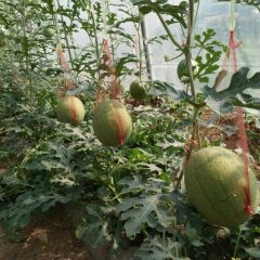 陕西蒲城吊篮西瓜口感爽口