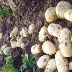 山东肥城荷兰十五土豆大量上货