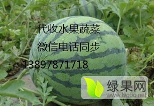 凌海西瓜陆续大量上市 品种京欣 双星