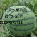 凌海西瓜陆续大量上市 品种京欣 双星