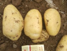 新野城郊杨征5月荷兰十五土豆