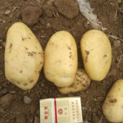 新野城郊杨征5月荷兰十五土豆