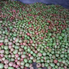 费县西红柿绿色无公害,山东葛生诚信合作