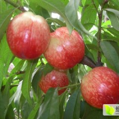 费县油桃火爆招商中大田巩先生诚信合作