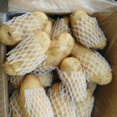 山东肥城荷兰十五土豆