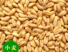 2016襄州小麦值得出手