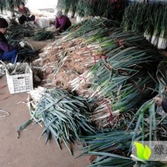 2016安丘大葱俏销大江南北