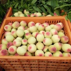 陕西大荔 阿布白桃蜜桃绿色无公害