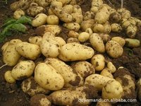 山东惠民荷兰十五土豆著名品种