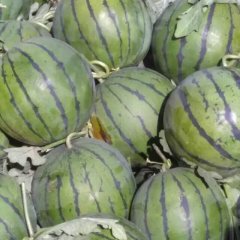 阜城西瓜随行就市,漫河史国诚信合作