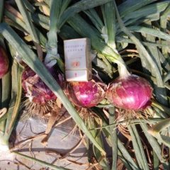 安丘红洋葱上市了！！价格保证j价格最低，张方