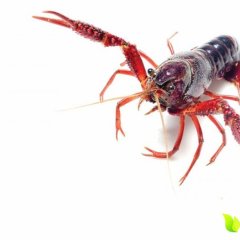 汉川水产 出售小龙虾 6 7 8两