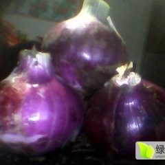 山东岱岳紫皮洋葱价格行情平稳