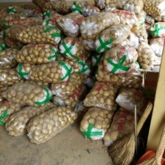 曾都土豆逐渐升温唐县张凤娟诚信合作