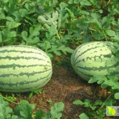 陕西早冠龙西瓜，成熟度好，价格优惠