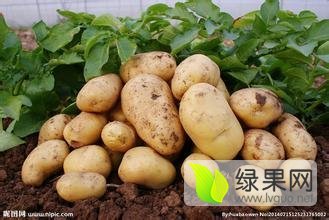 安丘兴安土豆即将上市