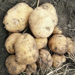 公主岭土豆代办张兵0.26元清地