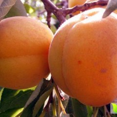 2016山东费县大田庄凯特杏出售巩先生诚信合作