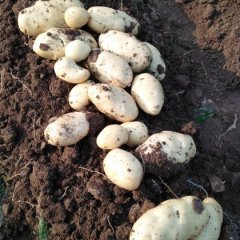 山东肥城荷兰十五土豆营养丰富