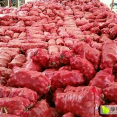 山东单县红皮洋葱是名优特产