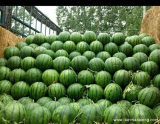 陕西大荔京欣西瓜品质优良