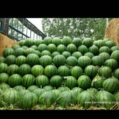 陕西大荔京欣西瓜品质优良