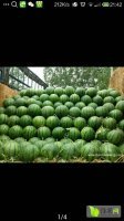 陕西大荔京欣西瓜品质优良