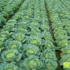 汝州尚庄王现伟5月中甘21甘蓝