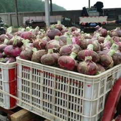 山东郯城红皮洋葱早买早赚