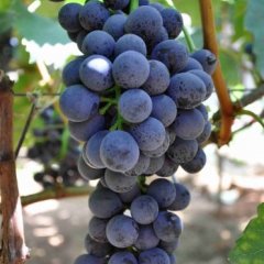 黑提葡萄 200元一件，批发好的6元每斤