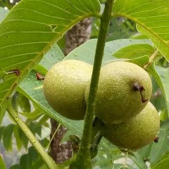 云南青皮核桃大量出售，新鲜个头大