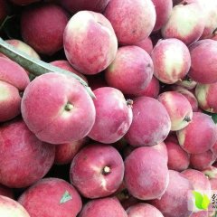 枣阳湖北蒋从河5月春艳蜜桃