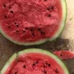 新乐孔村贺红义6月京欣西瓜