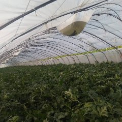 陕西省渭南市临渭西瓜，葡萄