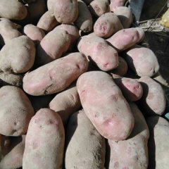 宁夏西吉中薯系列土豆火热上市