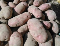 宁夏西吉中薯系列土豆火热上市