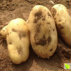 2016泗水土豆收购工作全面开展