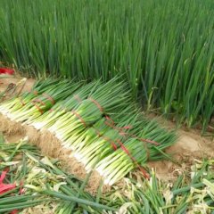 2017河南通许大葱上市0.5元。