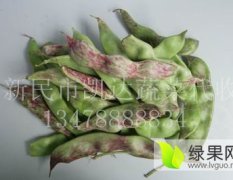 辽宁新民面豆、紫花油豆豆角代收代办