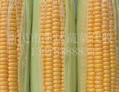辽宁新民黄、白、花粘玉米糯玉米代收代办