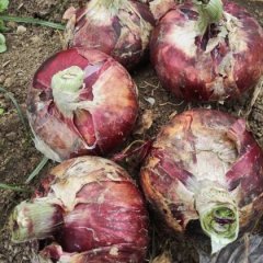 南阳洋葱何去何从官庄陈邦诚信合作