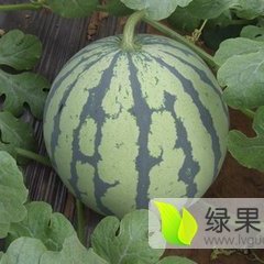 陕西大荔京欣西瓜随行就市