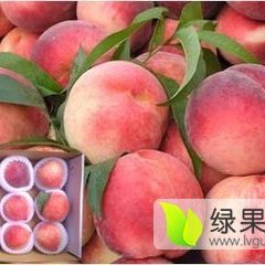 大荔两宜周建忠5月郑二毛桃蜜桃