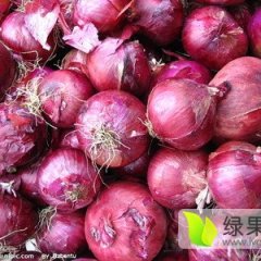 惠民洋葱品质优良,清河嫣儿诚信合作