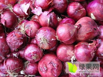 2016年山东惠民红皮洋葱价格