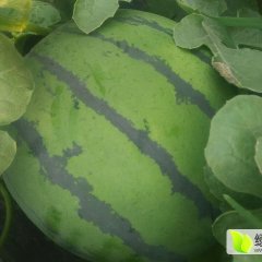 清 苑 西 瓜 诚 信 代 办