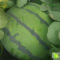清 苑 西 瓜 诚 信 代 办