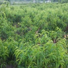 来安油桃产销两旺半塔刘宝良诚信合作