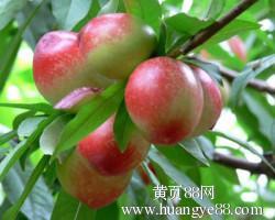 陕西大荔中油5号油桃早买早赚